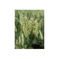 Пшениця посівна сорт Дарунок Поділля