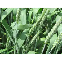 Пшениця посівна сорт Подолянка