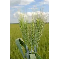 Пшениця посівна сорт Поліська нива