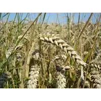 Пшениця посівна сорт Богдана